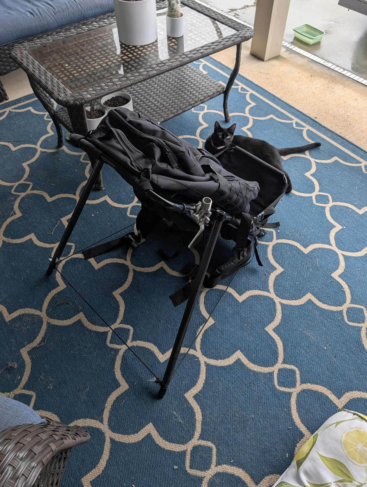 A black cat sitting beside a quick-deploy antenna mount pack frame on a patio rug